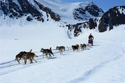 seavey dog sled tours|alaska dog sledding excursions.